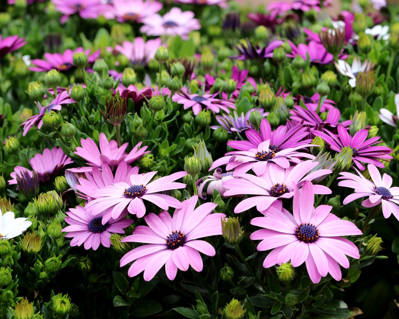 Садовые цветы Остеоспермум с бутонами