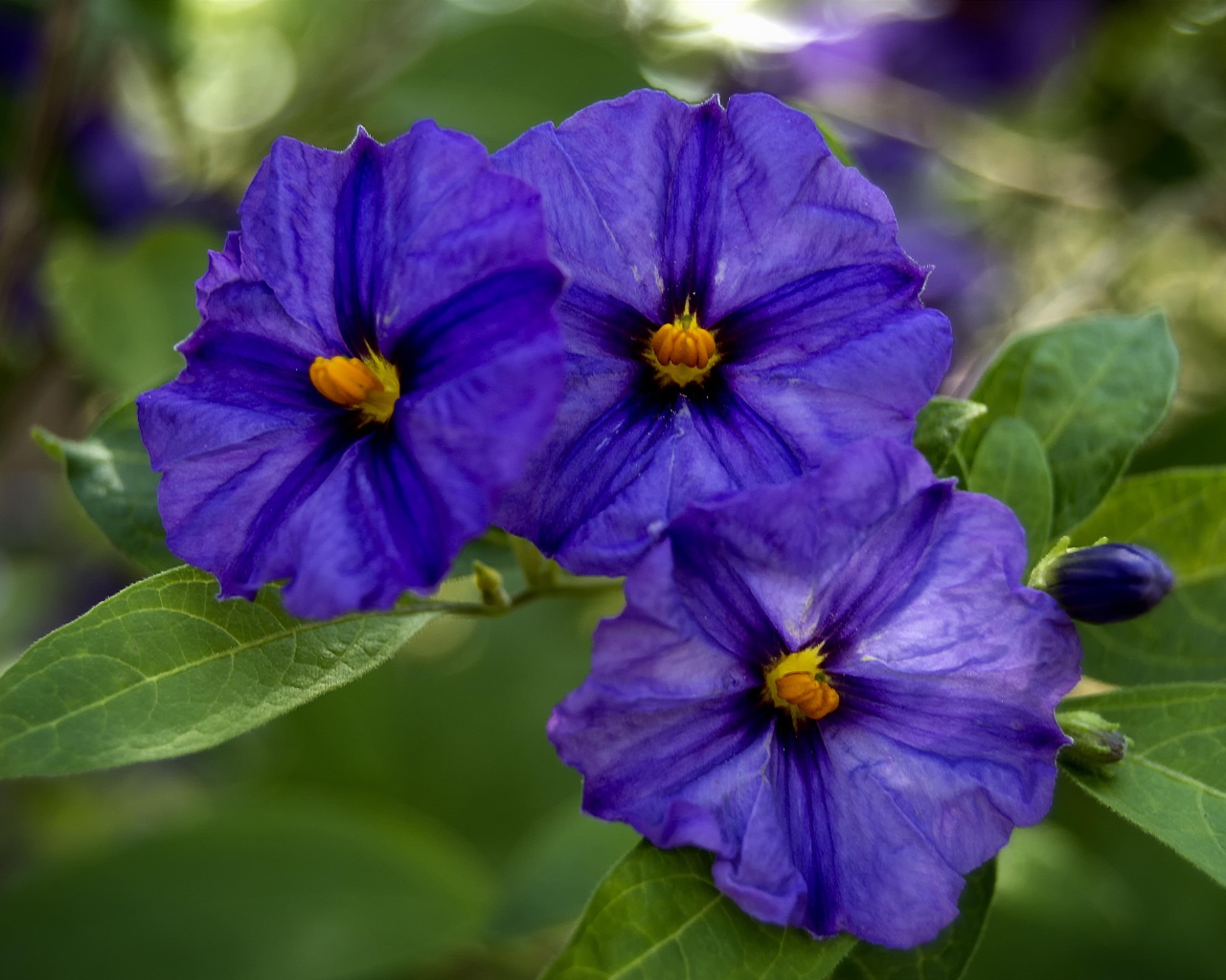 Куст цветов горечавки крупным планом