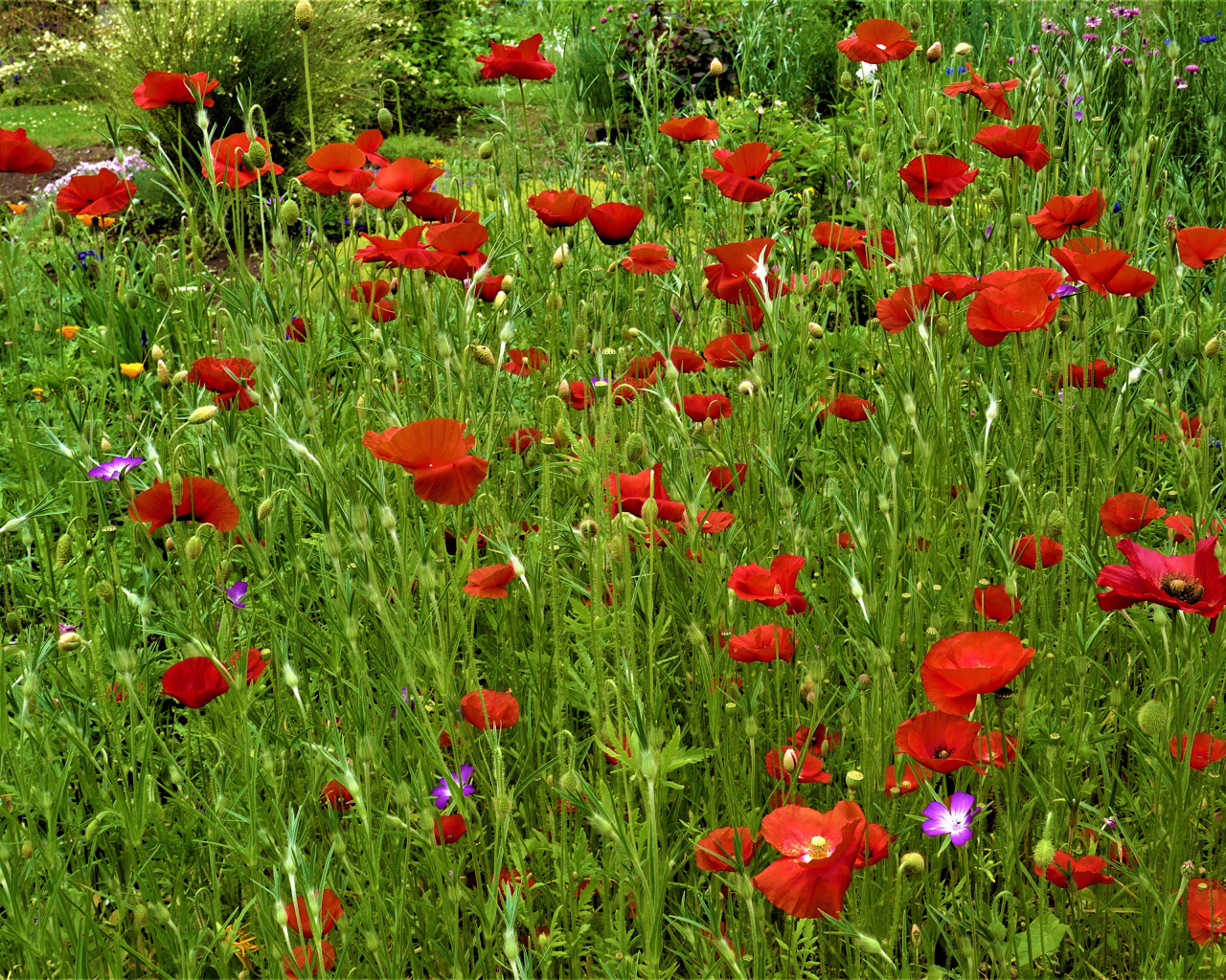 Поляна с красными маками в зеленой траве