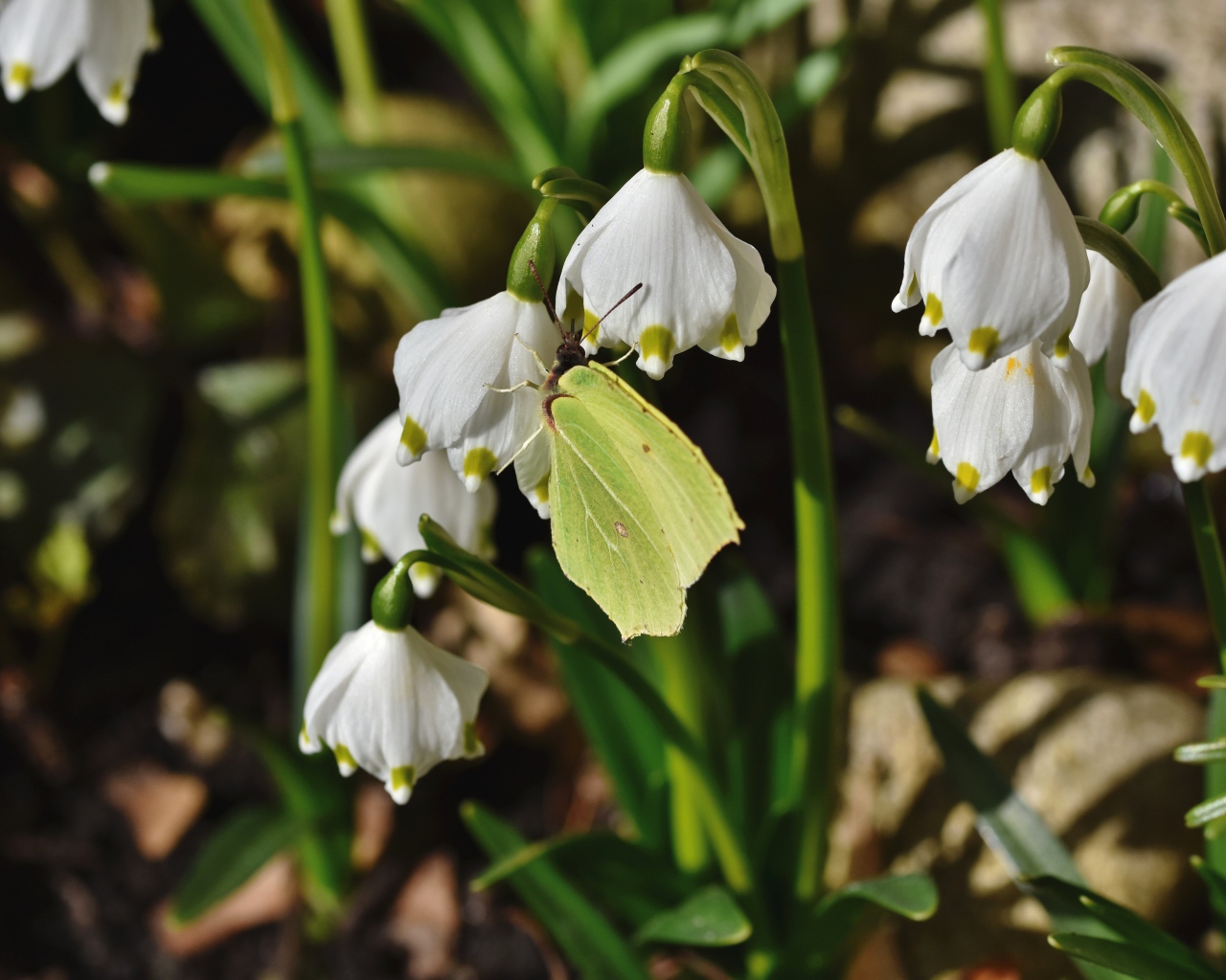 Зеленая бабочка сидит на белых подснежниках 
