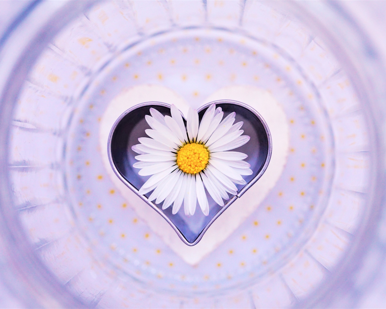 Сердце с белой ромашкой на тарелке 