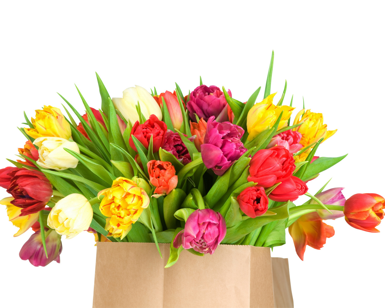 Огромный букет тюльпанов на белом фоне