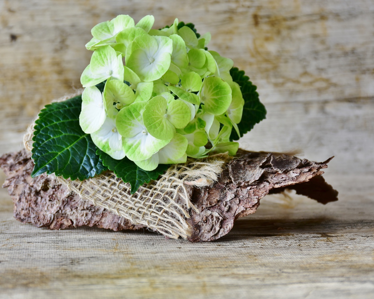 Цветок гортензии лежит с корягой на столе