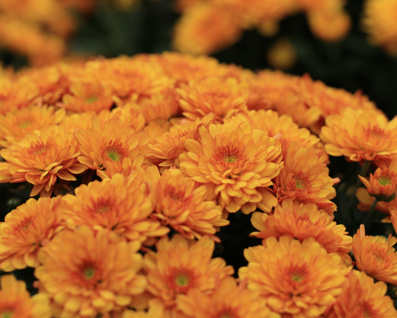 Большой букет оранжевых хризантем крупным планом 