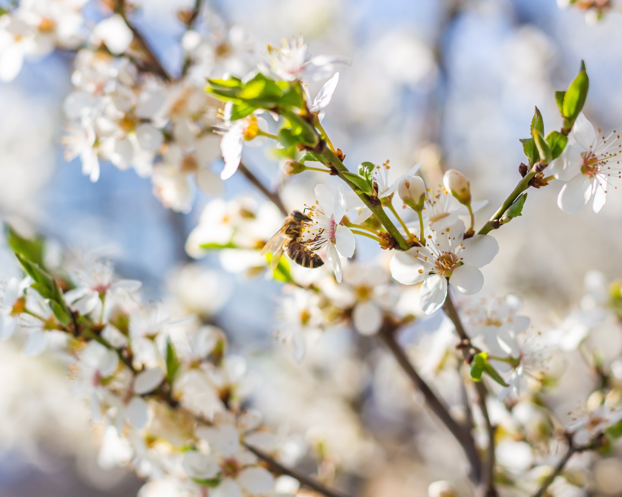 Большая вишневая ветка с белыми цветами