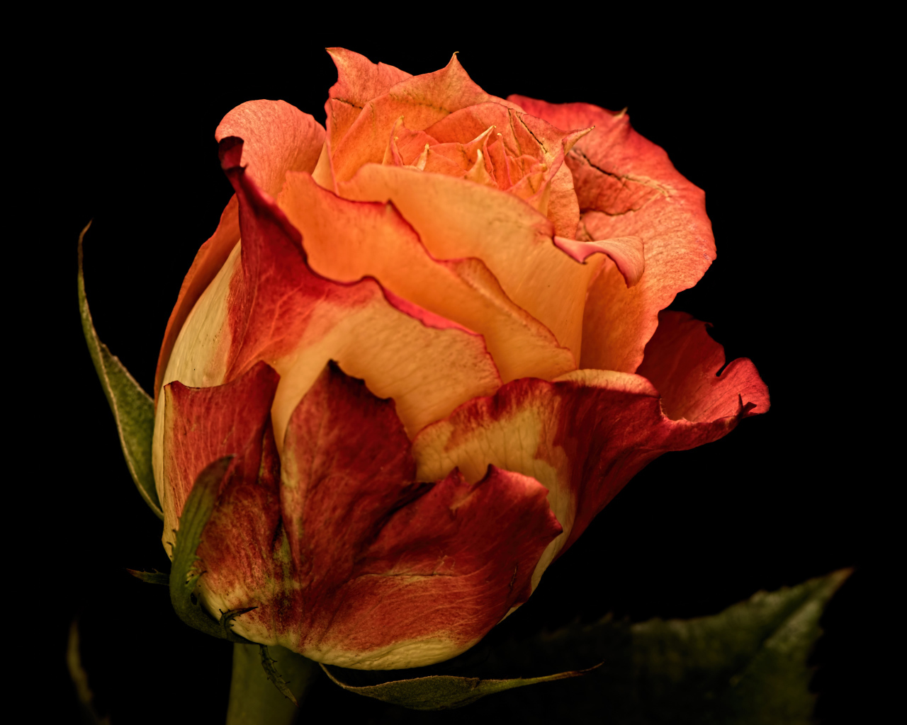 Большая оранжевая роза на черном фоне 
