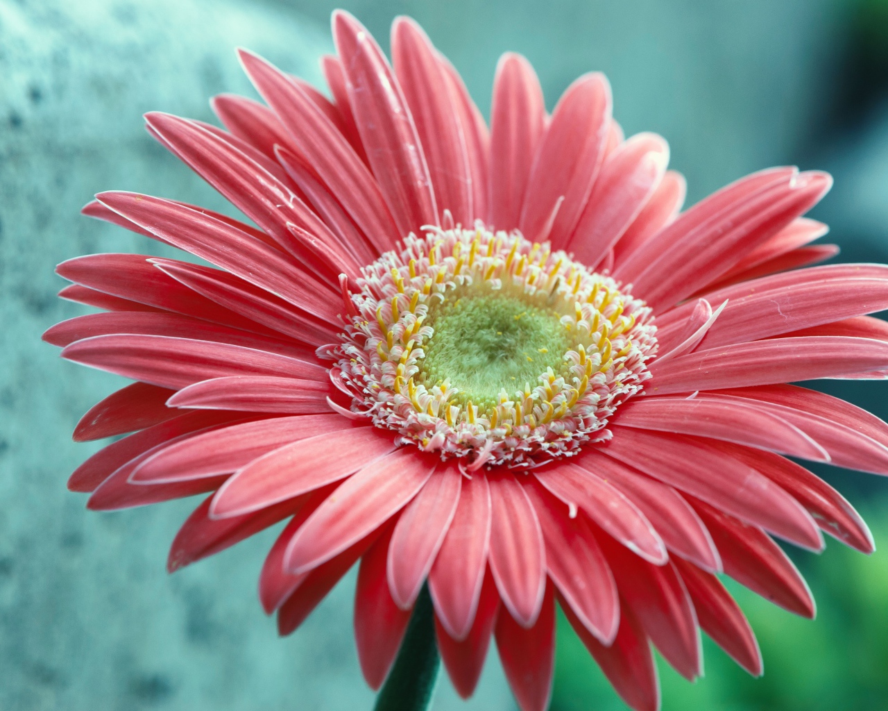 Большой розовый цветок герберы крупным планом 