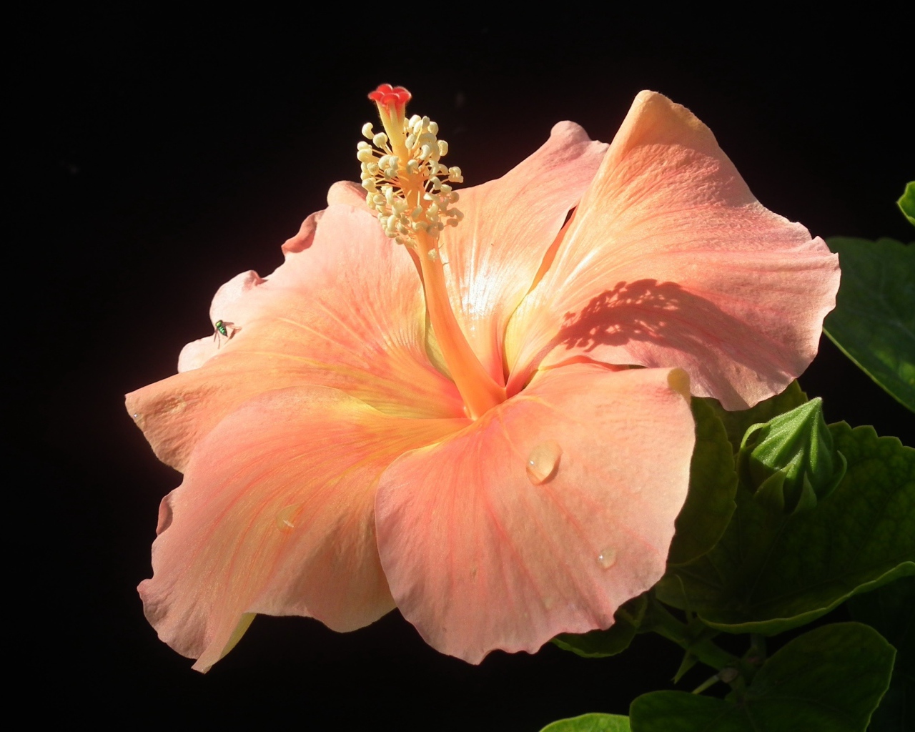 Большой розовый гибискус с бутонами на черном фоне