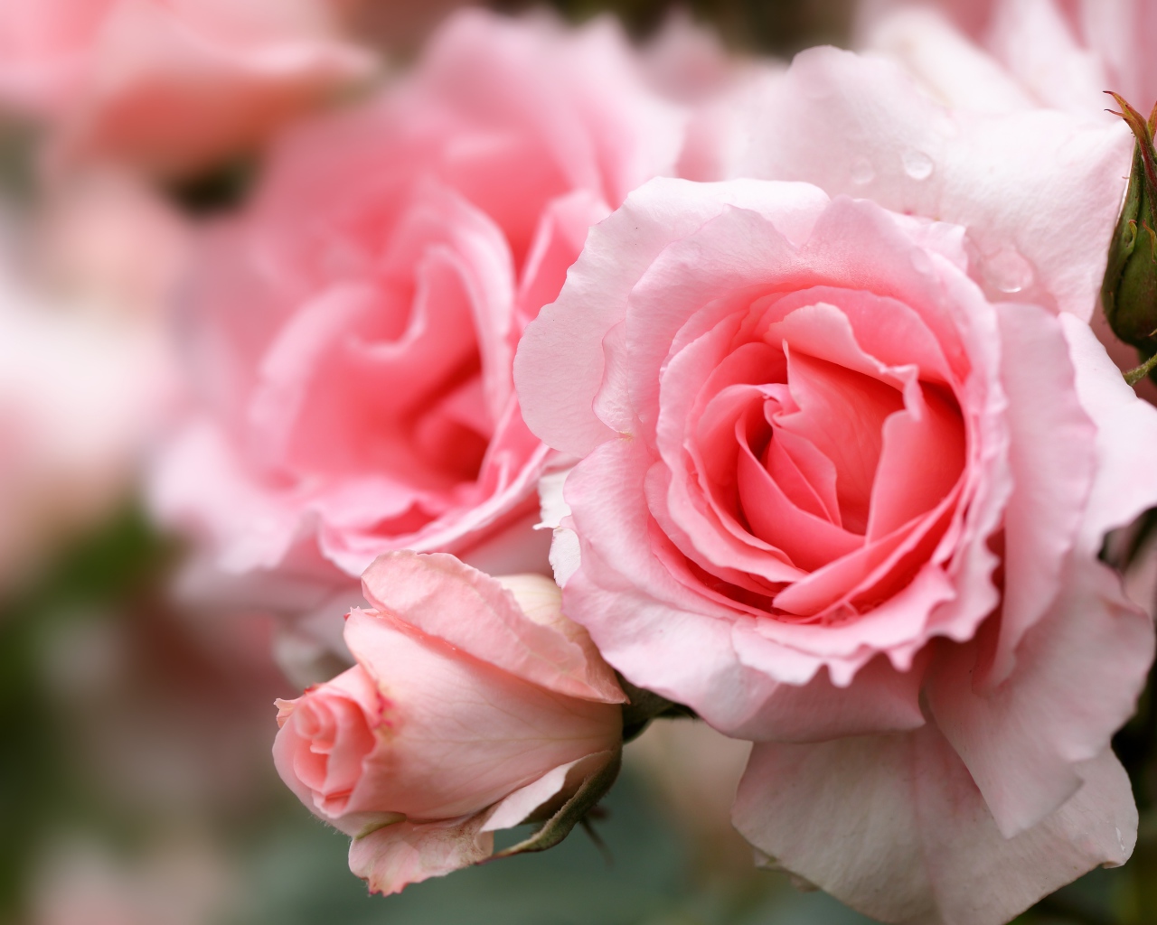 Крупная розовая роза с бутонами на клумбе