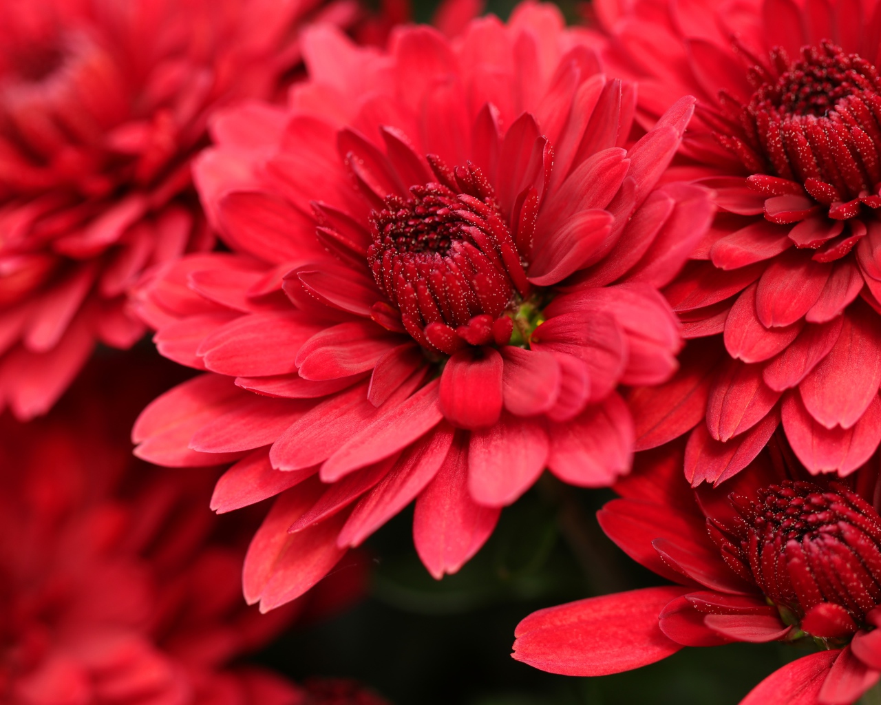 Крупные алые хризантемы на клумбе