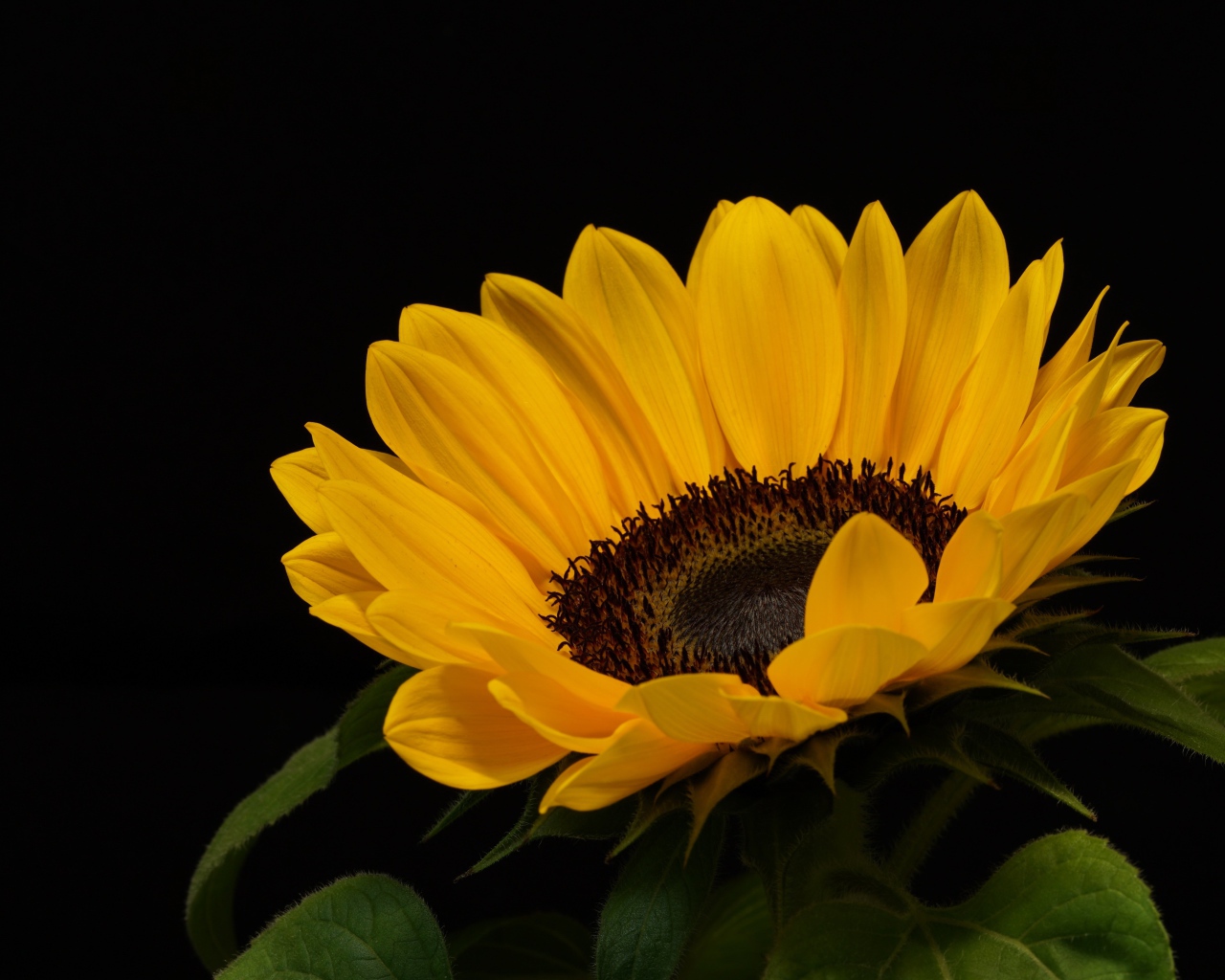 Большой подсолнух с желтыми лепестками на черном фоне