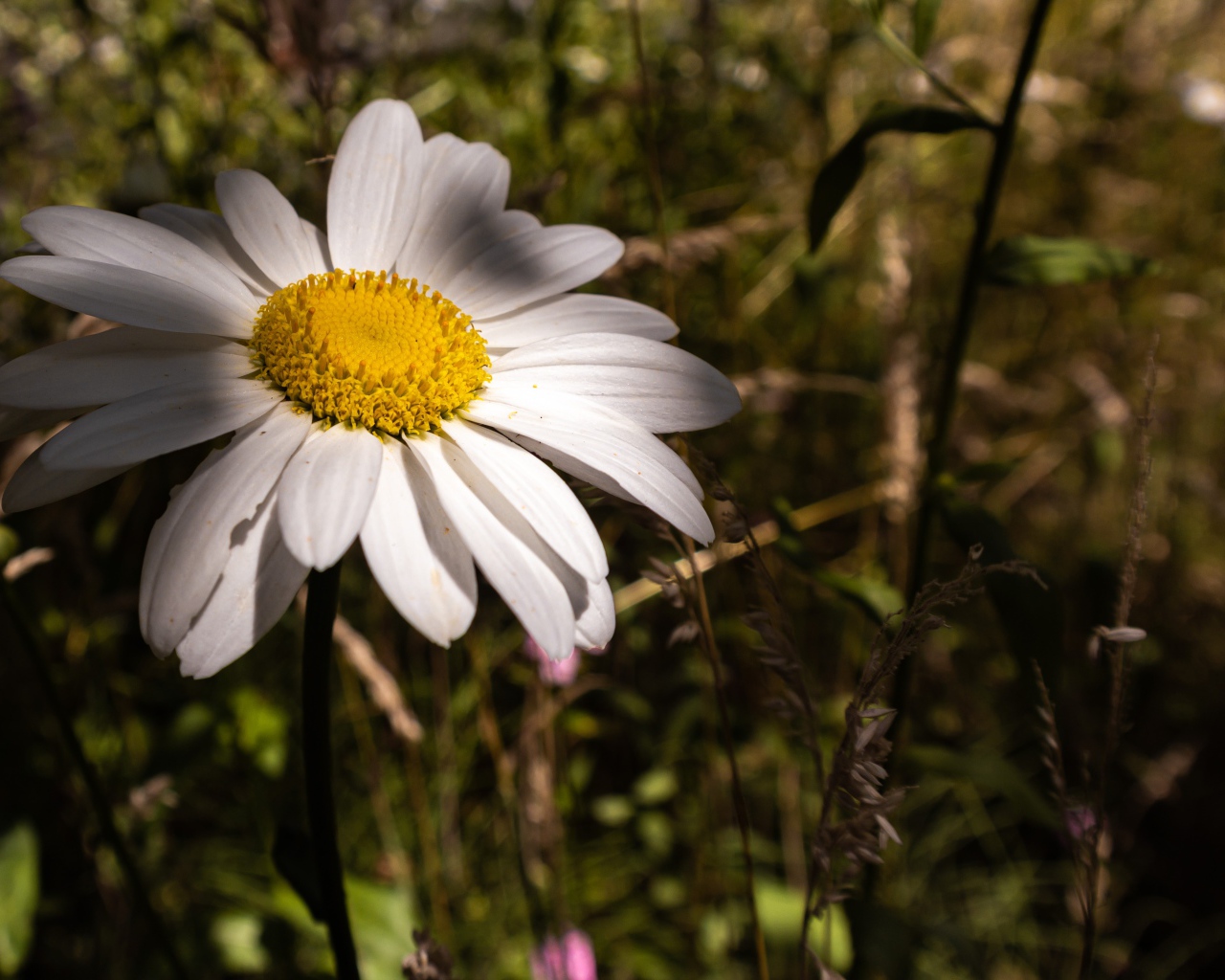 Крупный белый цветок ромашки