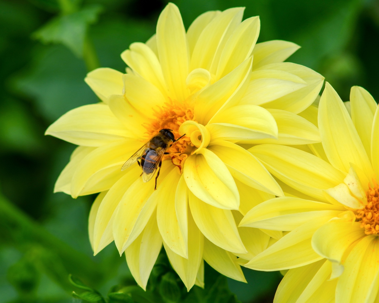 Большие желтые цветы георгина с пчелой на клумбе