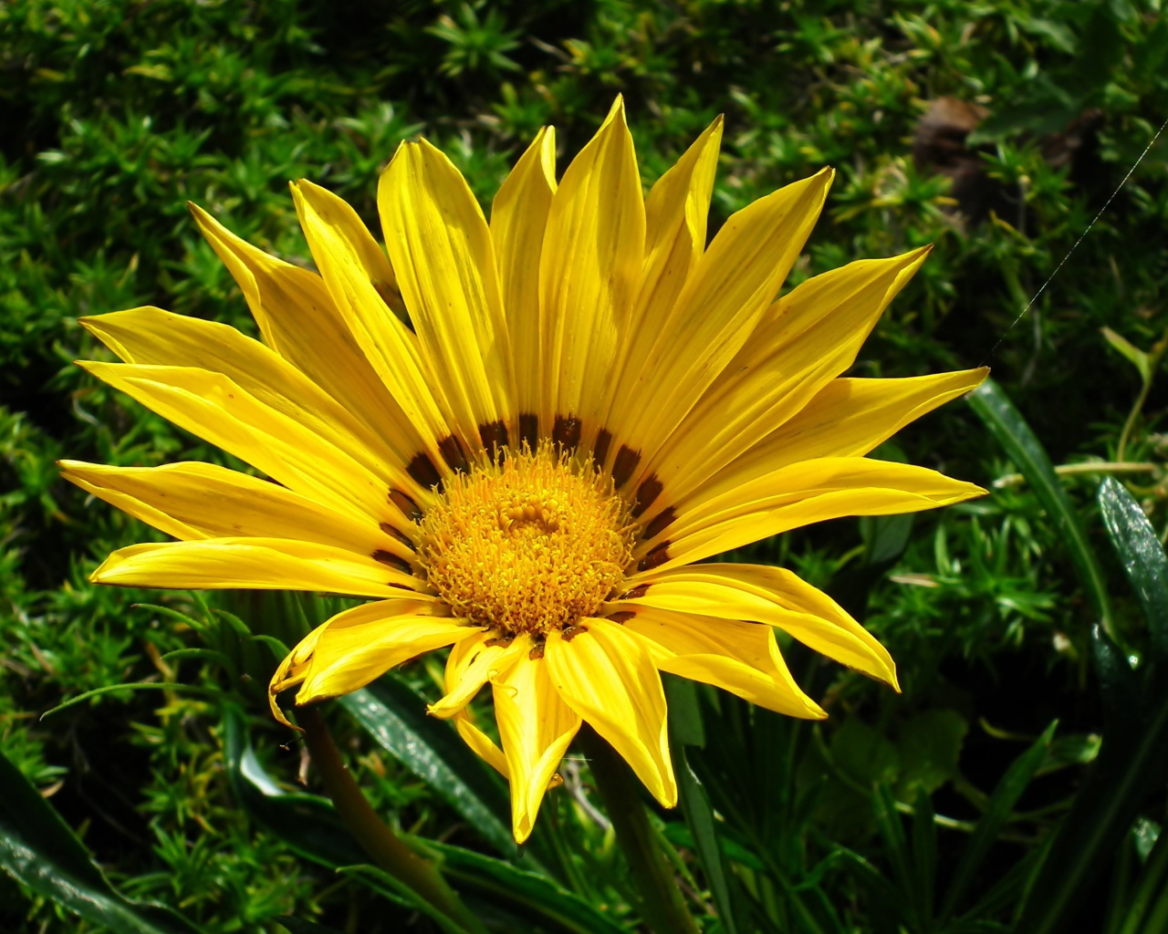 Крупный  желтый цветок газания на клумбе