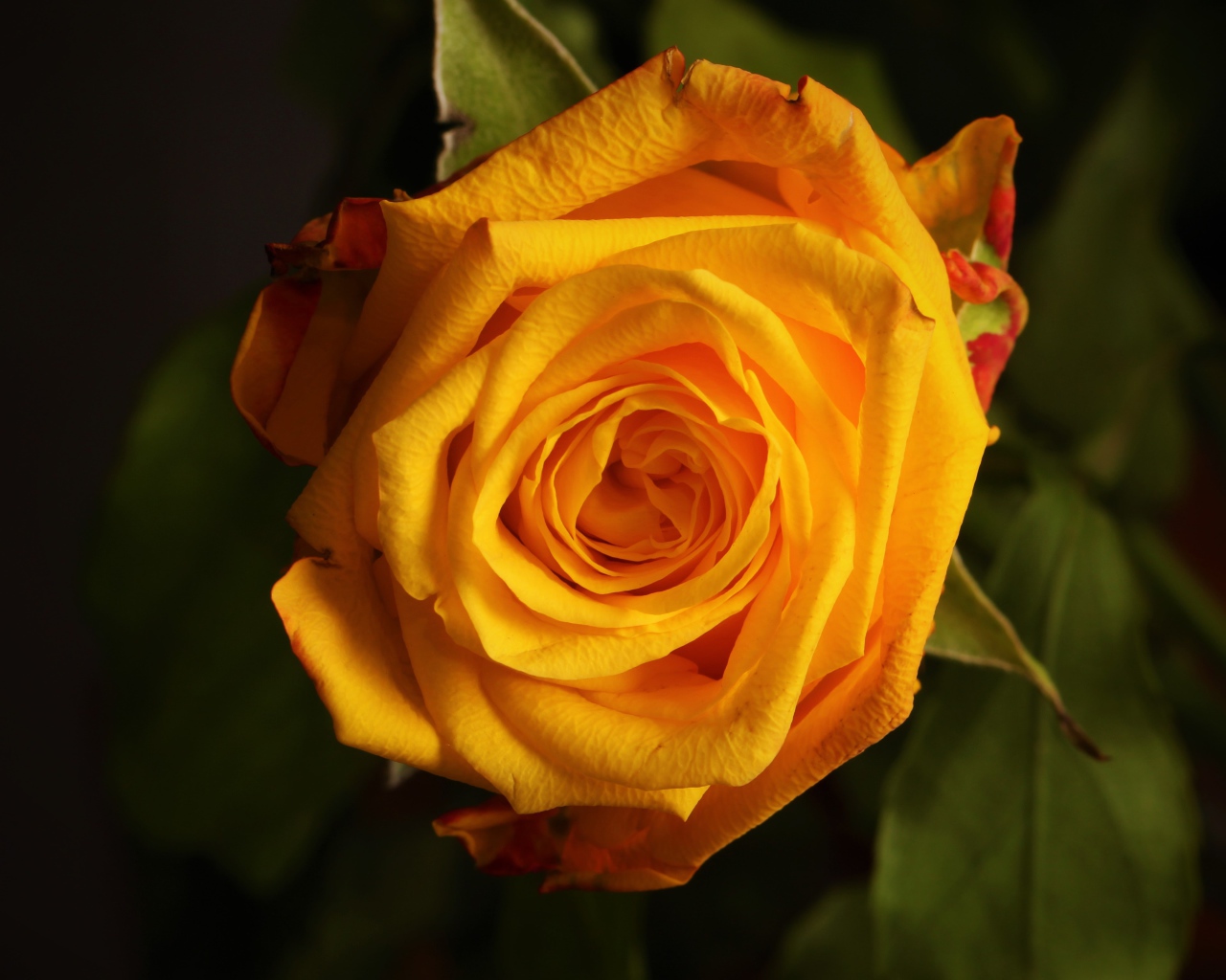 Крупная желтая роза  вблизи 