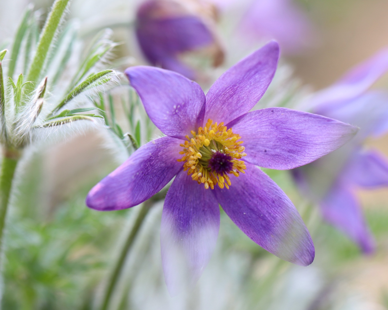 Сиреневый цветок прострел крупным планом 