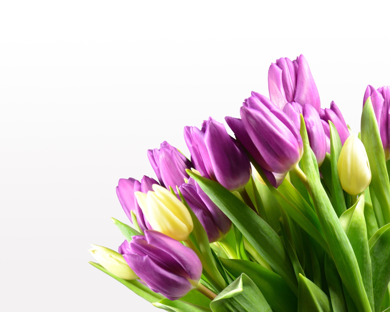 Сиреневые тюльпаны на белом фоне