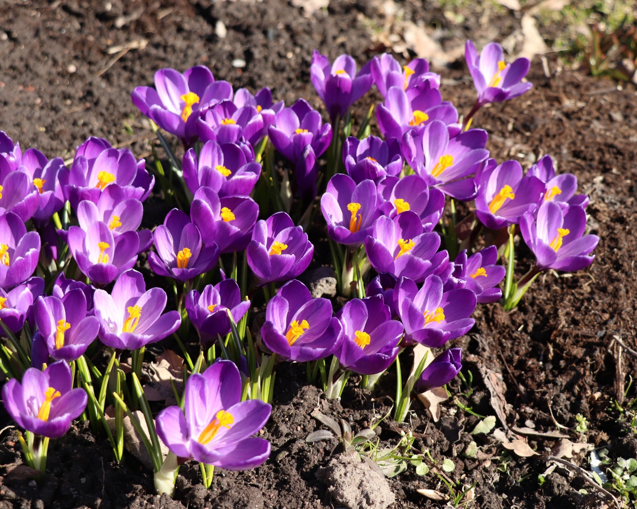 Маленькие фиолетовые крокусы на земле весной