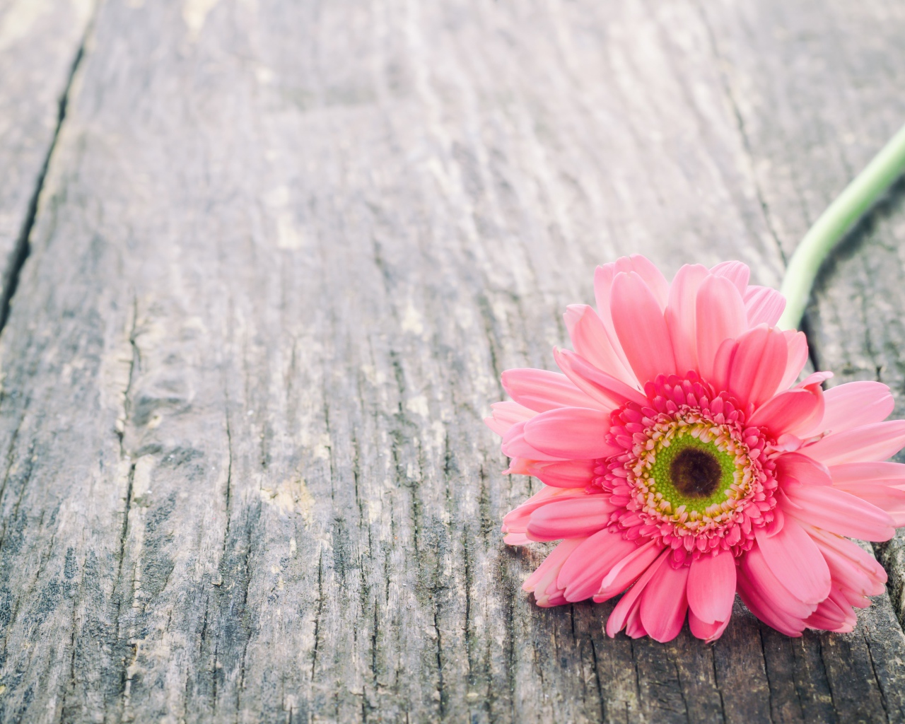 Одинокий цветок розовой герберы на сером столе