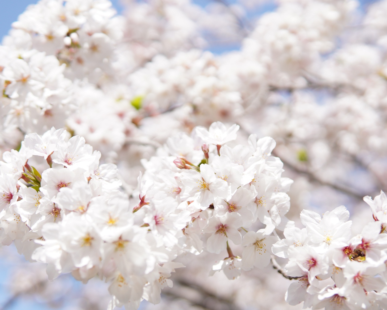 Пышные белые цветы вишни на ветке