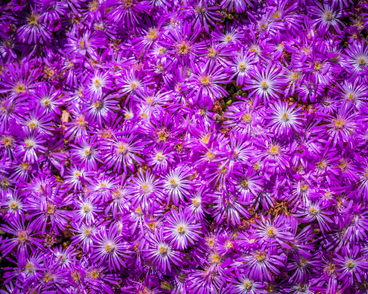 Много красивых цветов сентябринки крупным планом