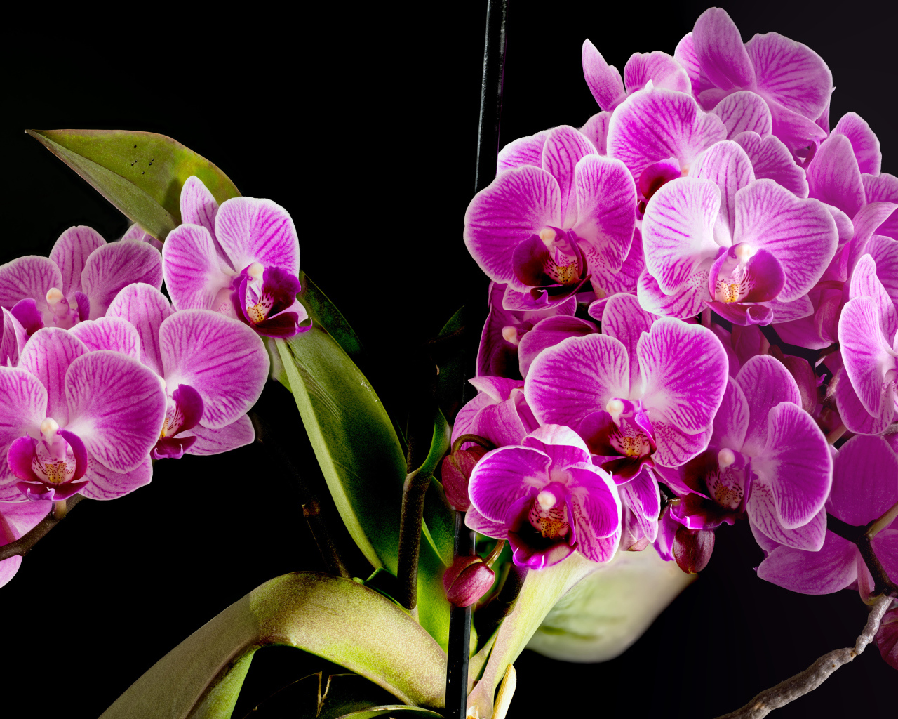 Много красивых розовых цветов орхидеи на черном фоне 