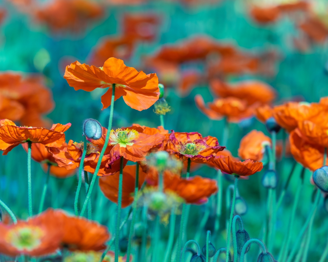 Много оранжевых цветов мака на клумбе