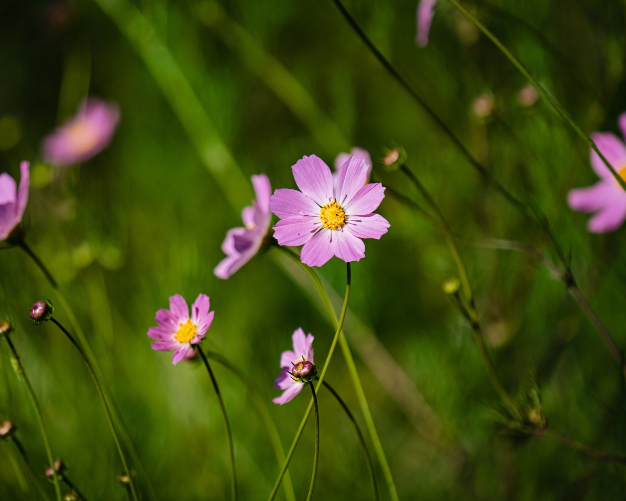 Много розовых цветов космеи на поле 