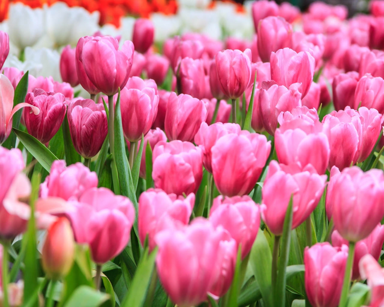 Много розовых весенних тюльпанов на клумбе