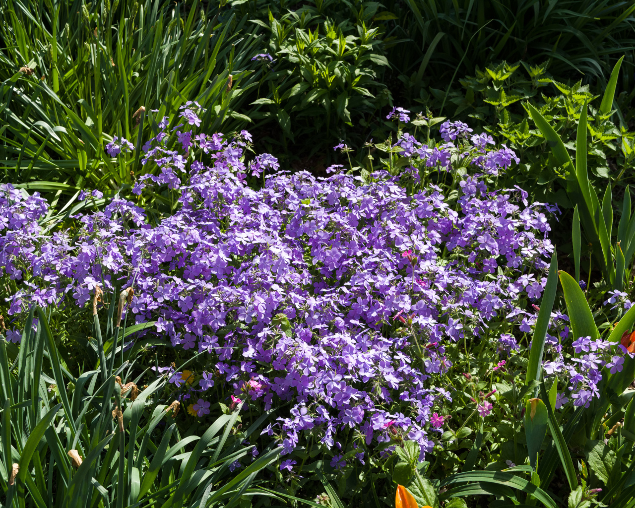 Много фиолетовых мелких цветов в зеленой траве 