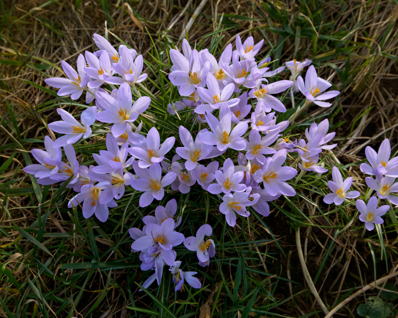 Много маленьких сиреневых крокусов на зеленой траве 