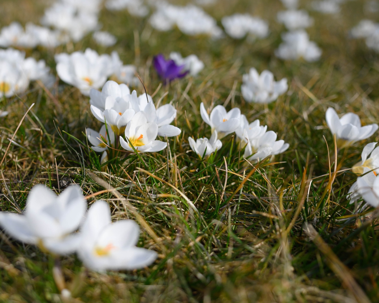 Много маленьких белых цветов крокуса в зеленой траве 