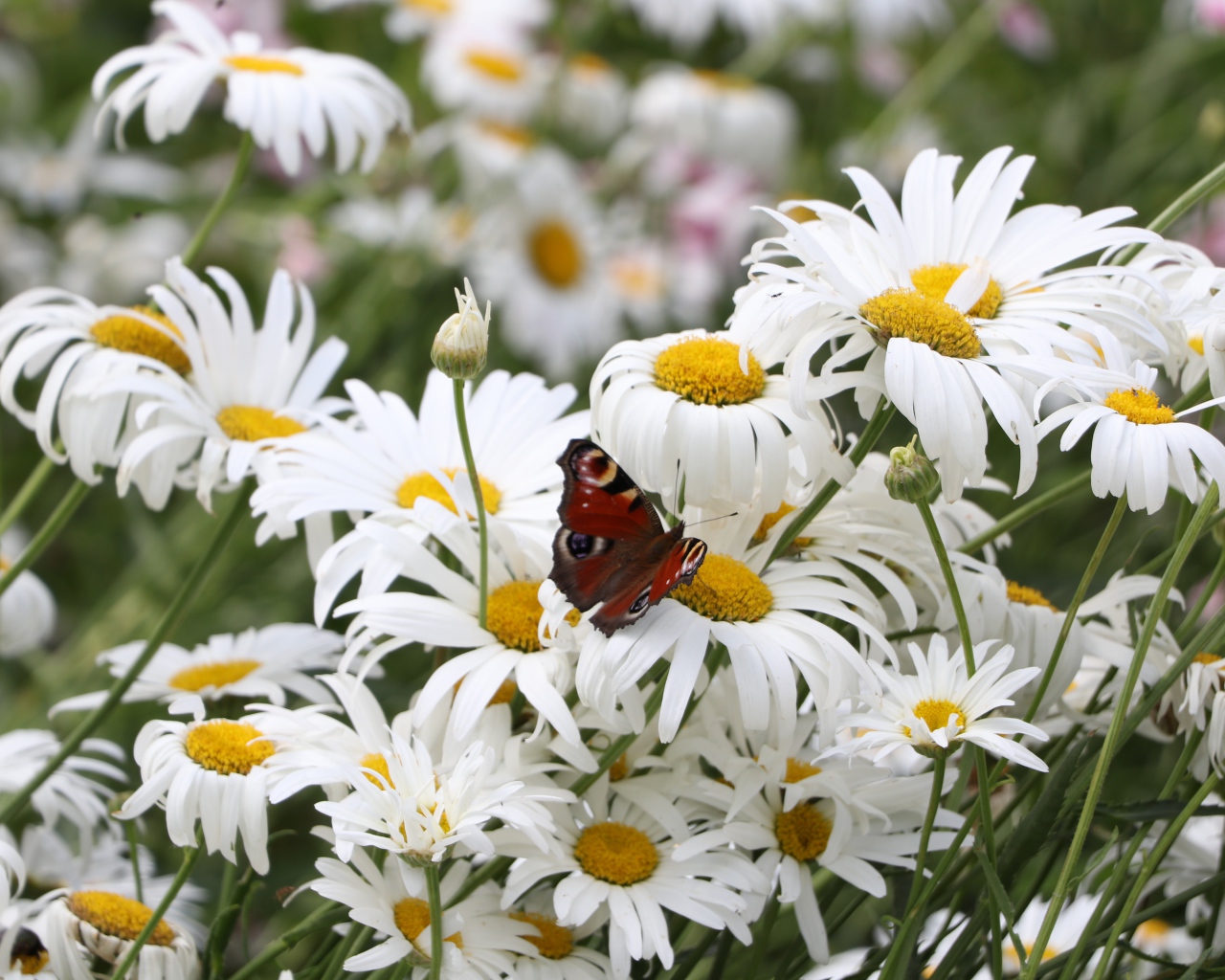 Много летних белых ромашек на поле с бабочкой