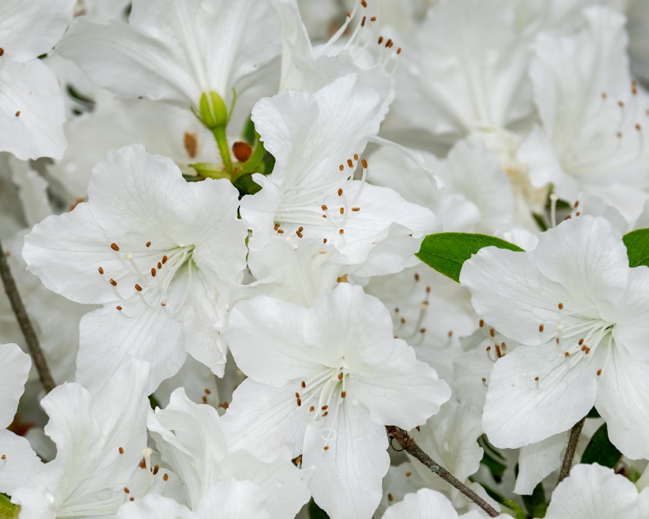 Много белых цветов азалии крупным планом