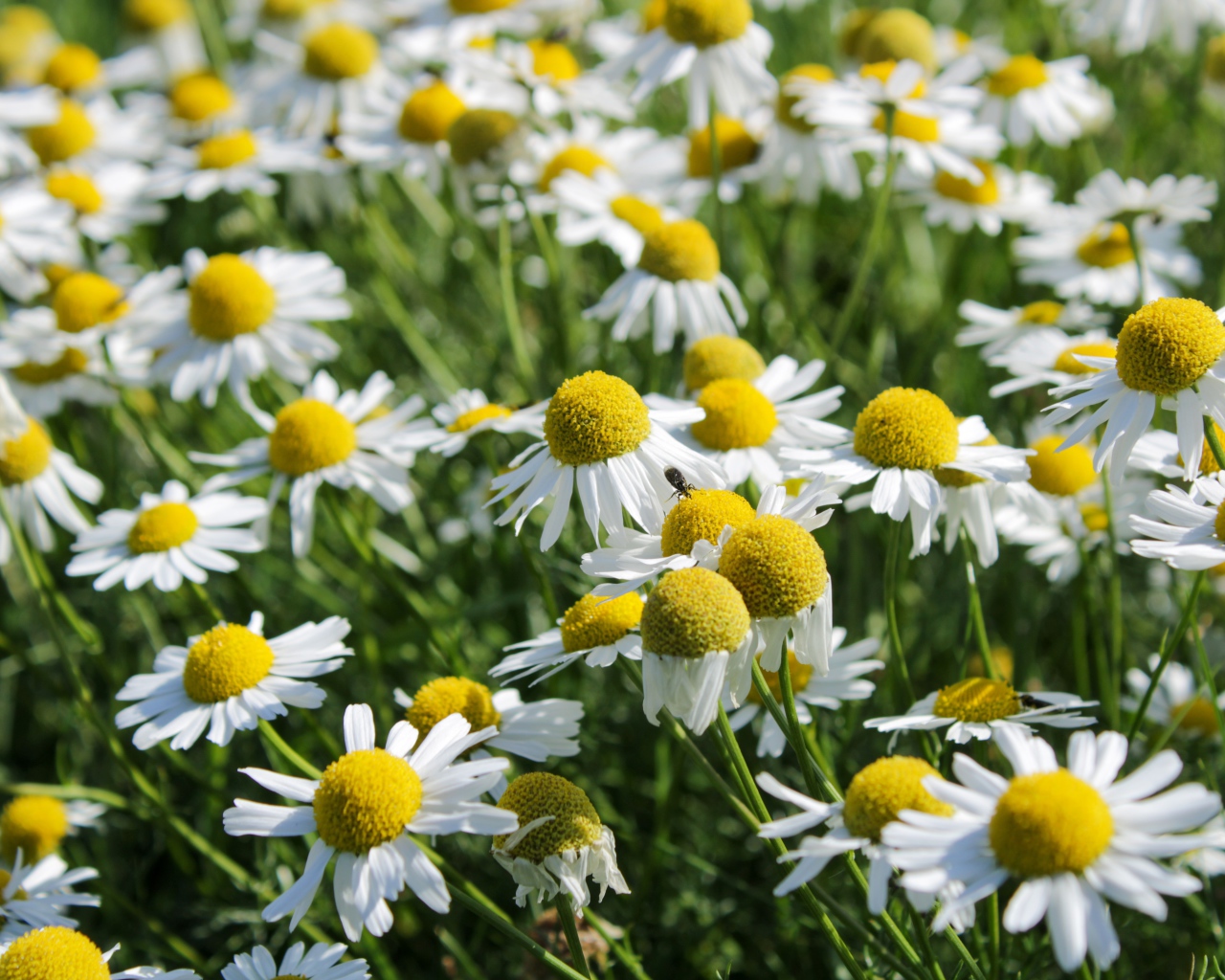 Много белых полевых ромашек с желтой серединкой