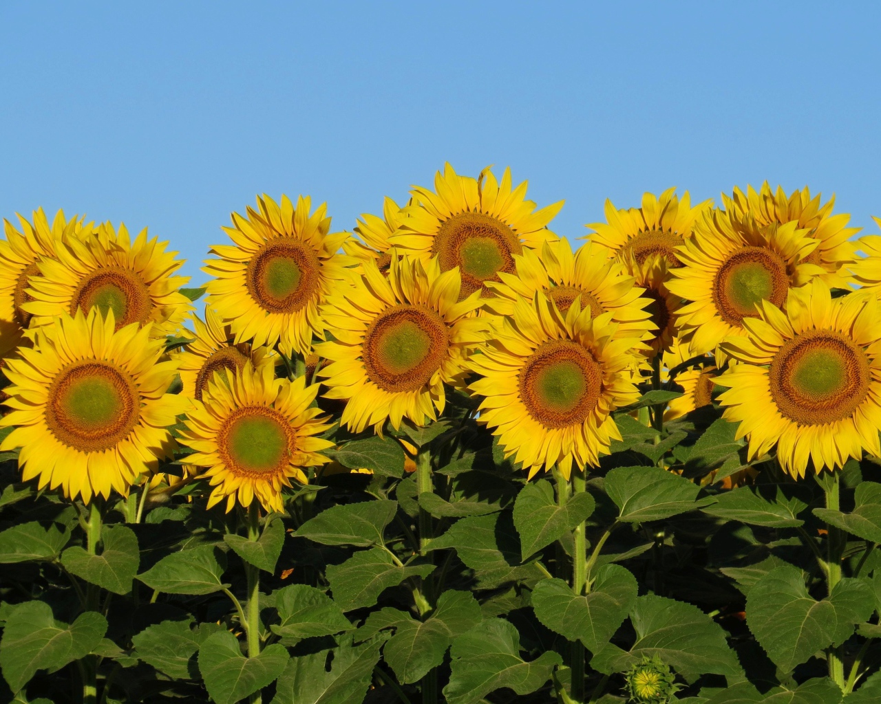 Много желтых цветов подсолнуха с зелеными листьями на фоне голубого неба