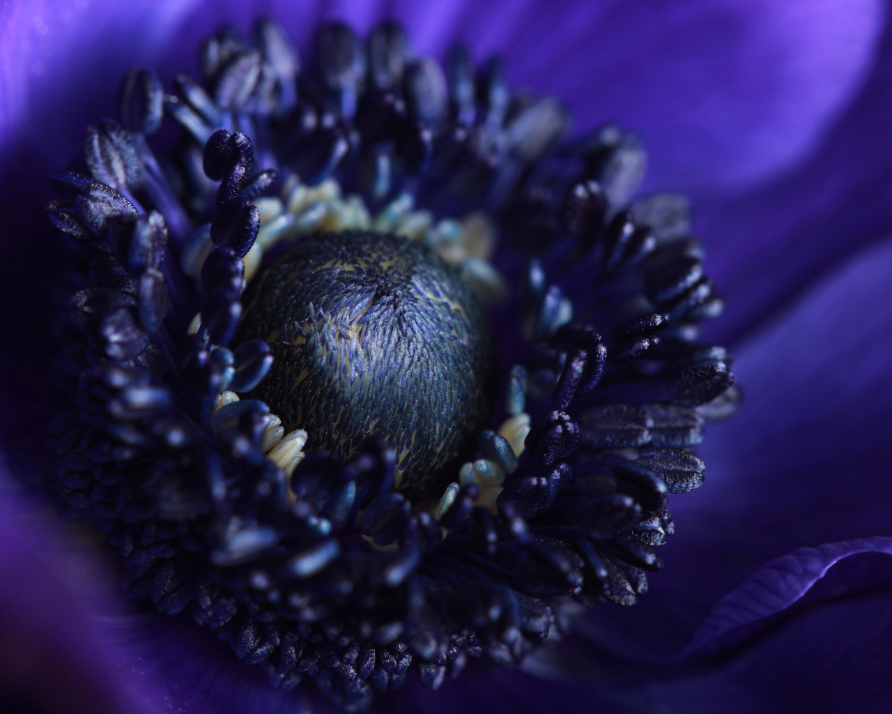 Середина синего цветка анемоны