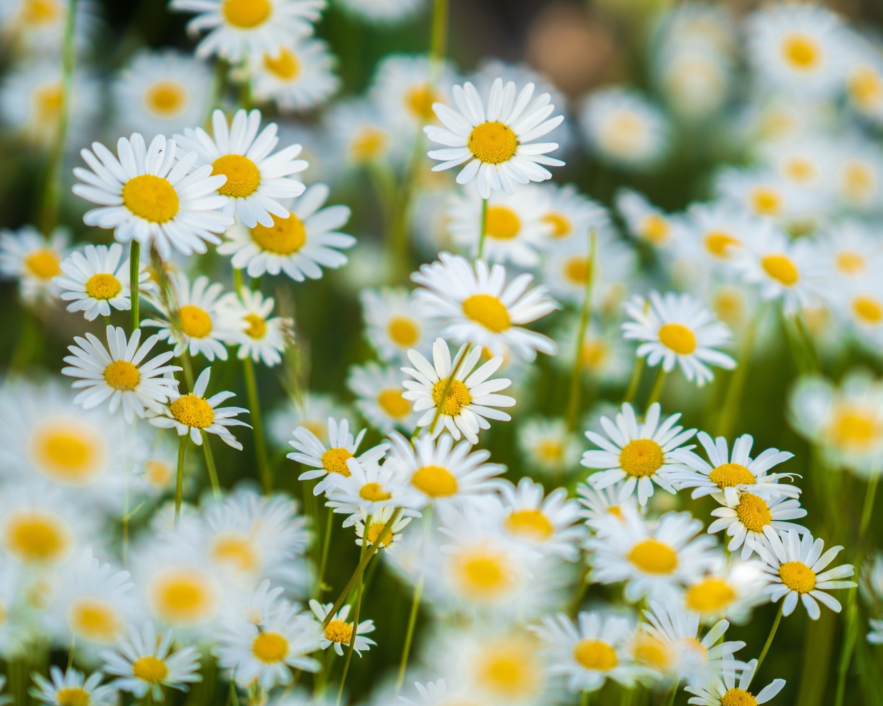 Миниатюрные белые ромашки на поле