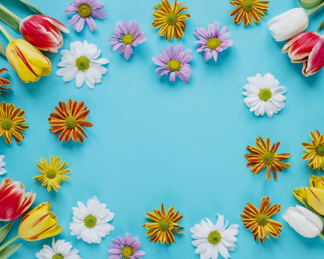 Разноцветные хризантемы и тюльпаны на голубом фоне 