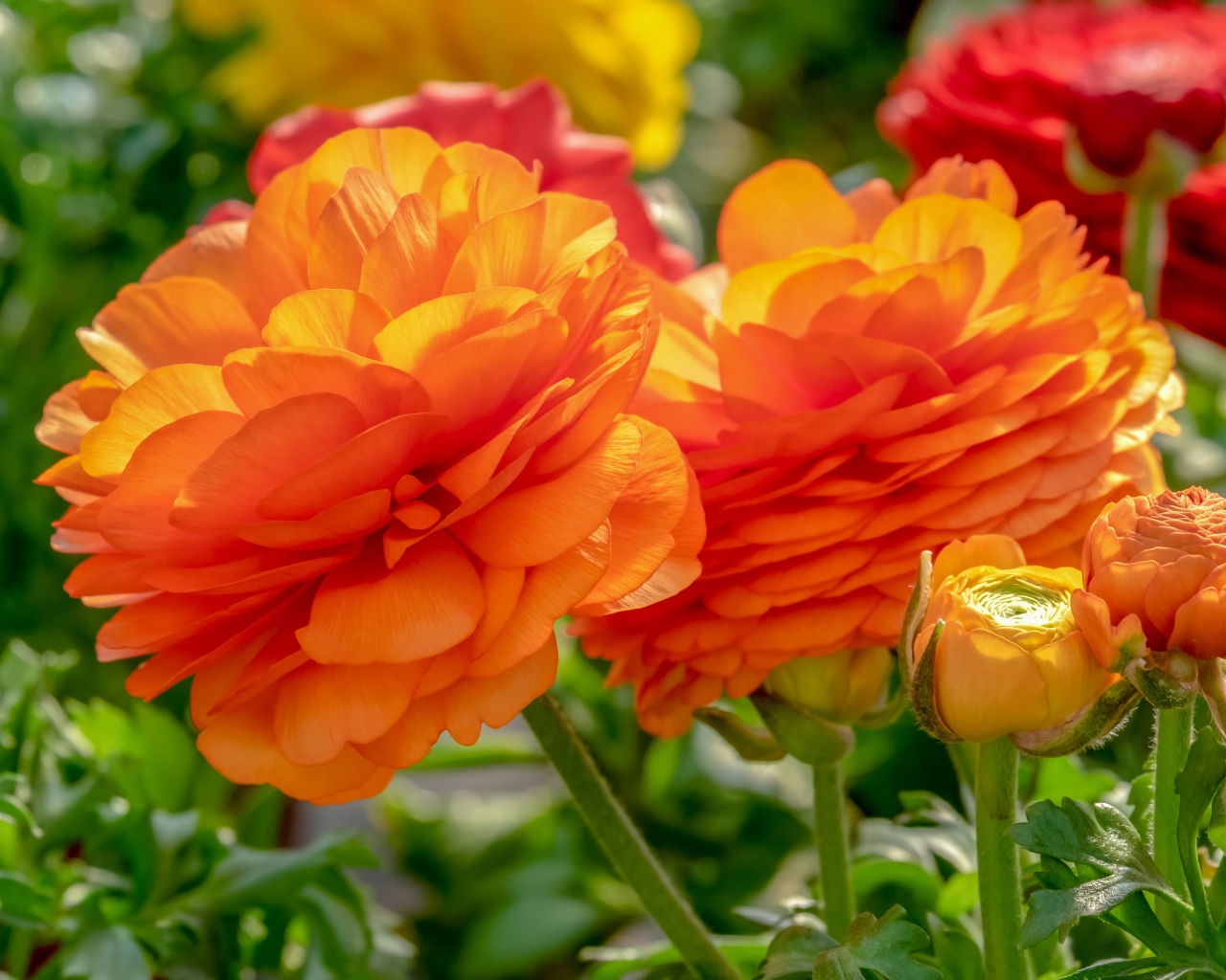 Оранжевые цветы лютика с бутонами на клумбе