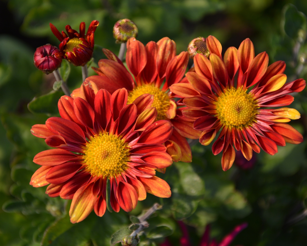 Оранжевые цветы хризантемы с бутонами на клумбе