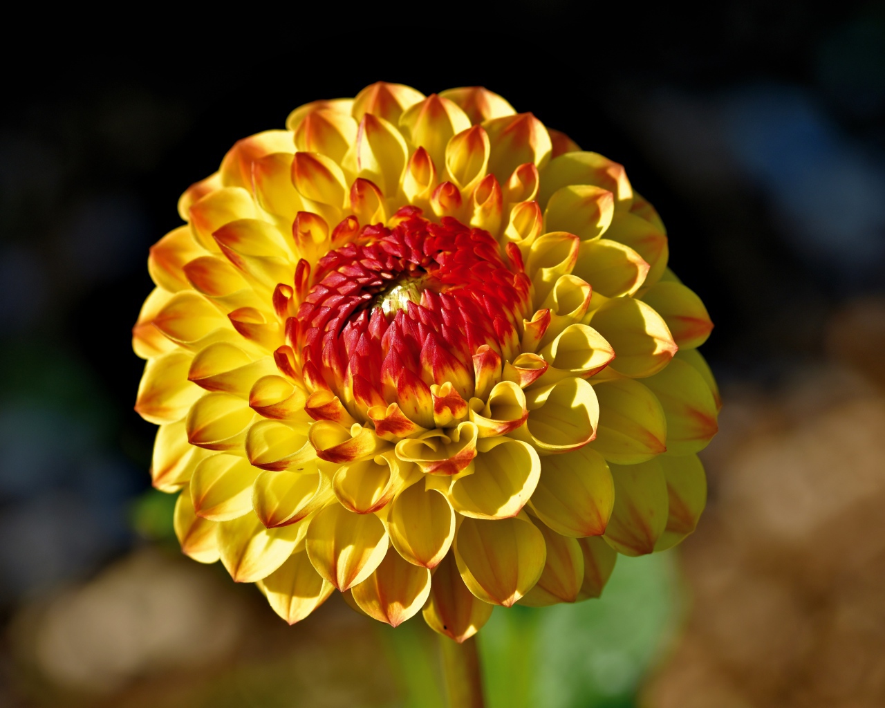 Оранжевый цветок  георгина крупным планом