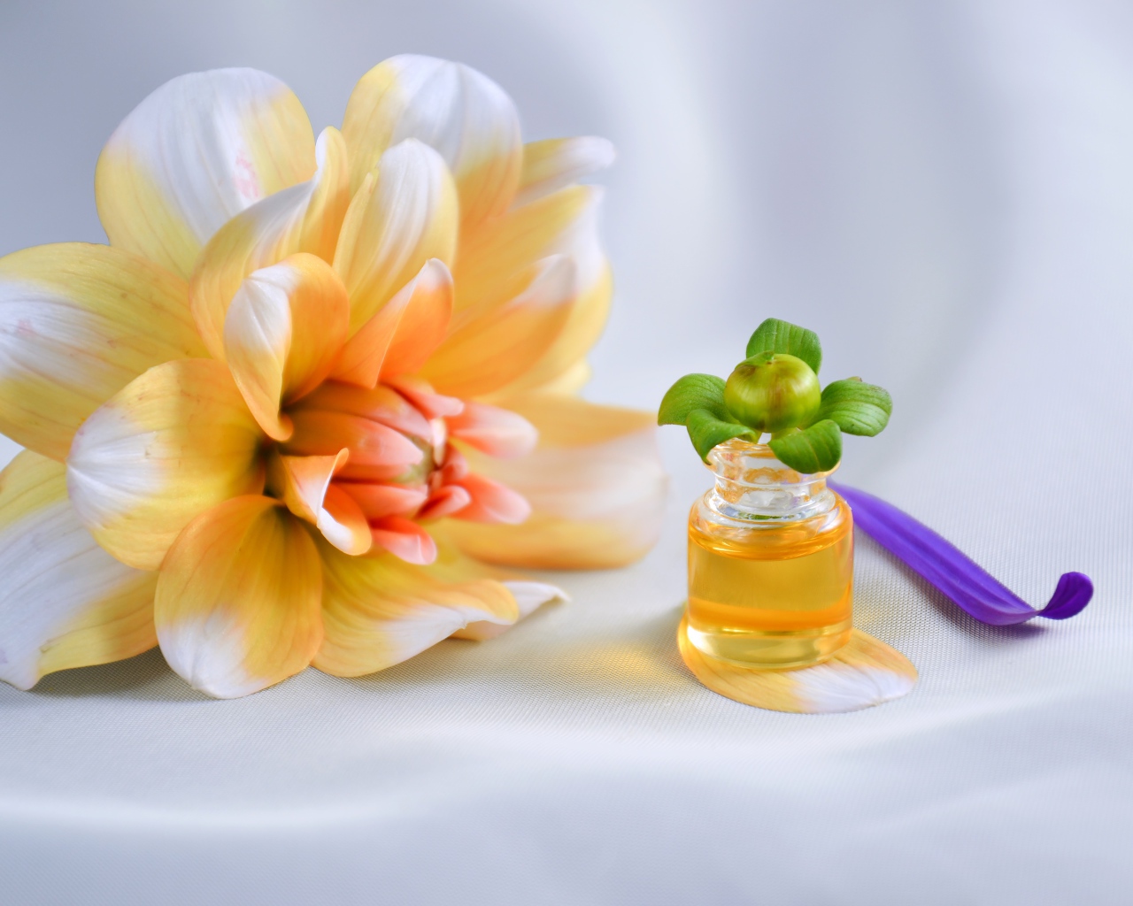 Оранжевый цветок георгина с эфирным маслом на столе