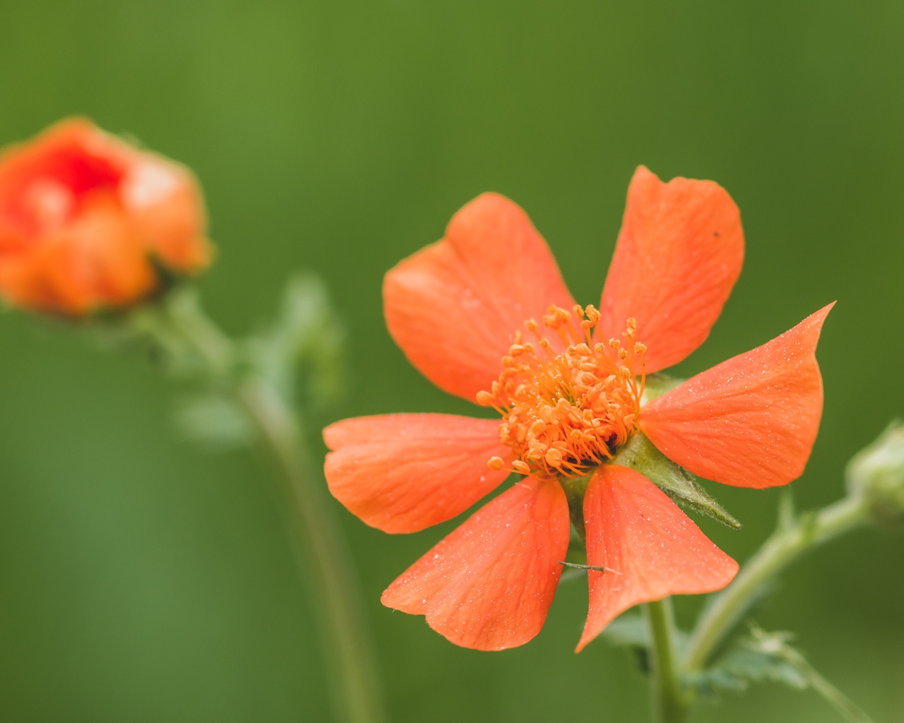 Оранжевый цветок гравилат с бутоном крупным планом