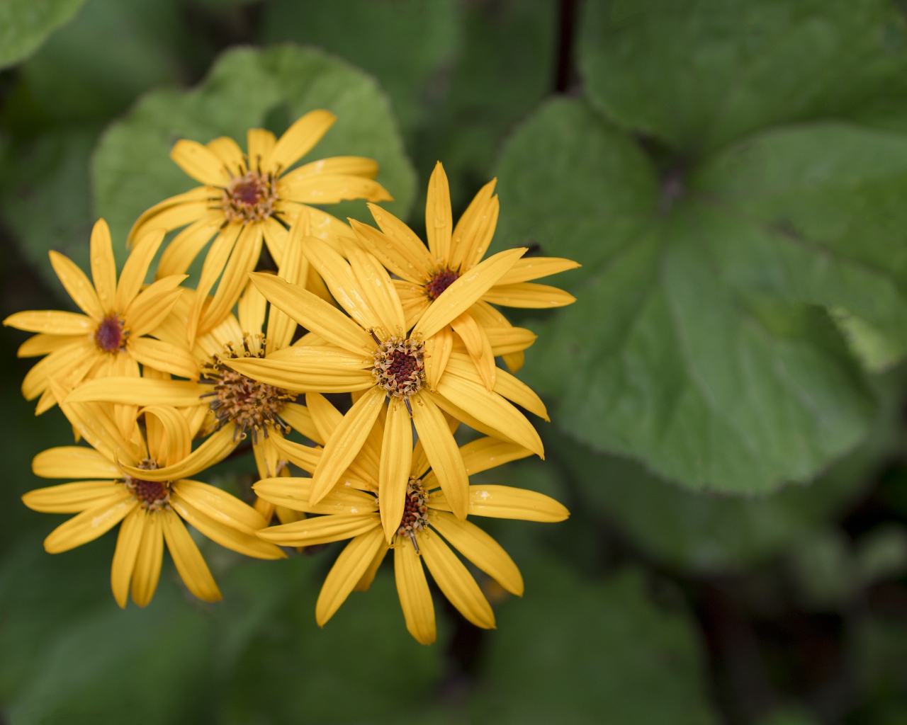 Оранжевые цветы бузульник крупным планом 
