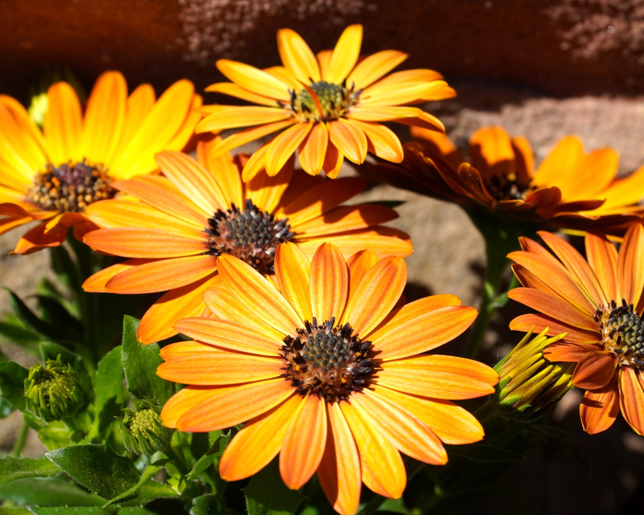 Оранжевые цветы остеоспермум на столе