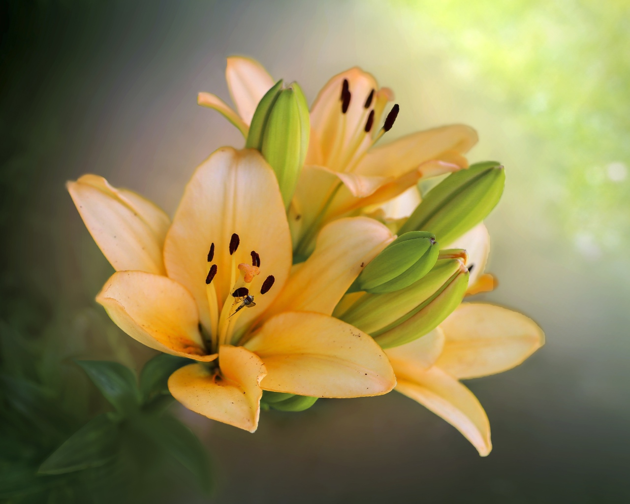 Оранжевые лилии с бутонами крупным планом