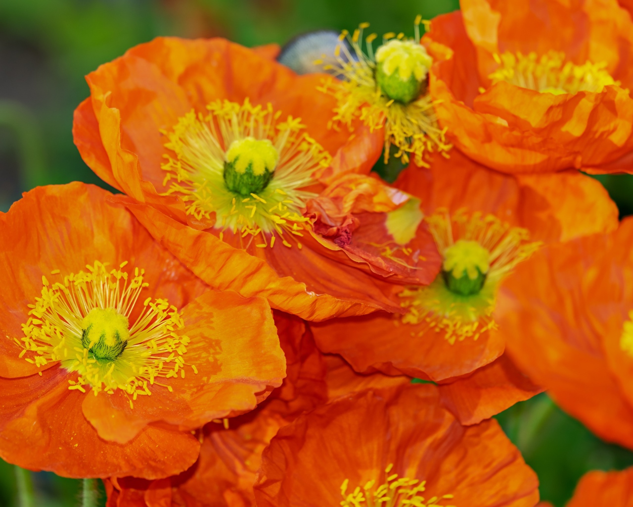 Оранжевые цветы мака крупным планом