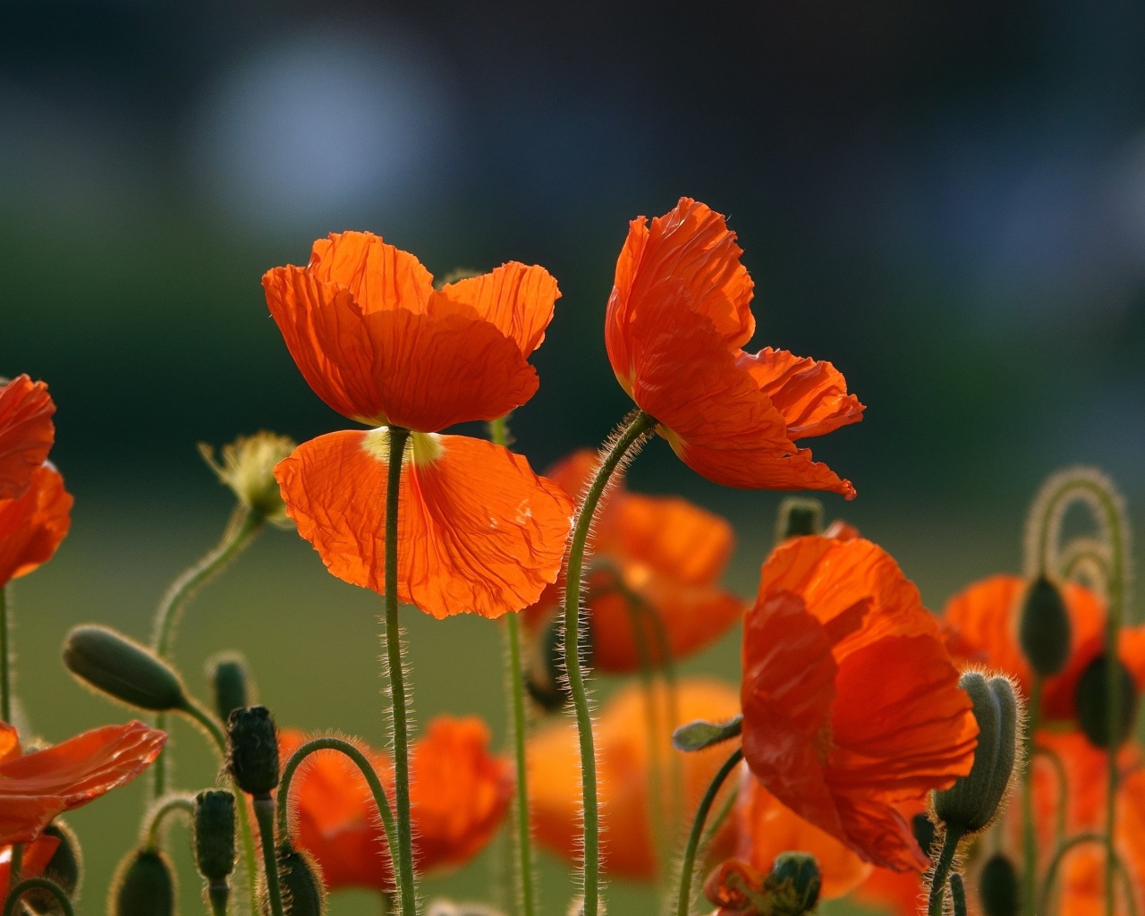 Оранжевые цветы мака с бутонами на поле