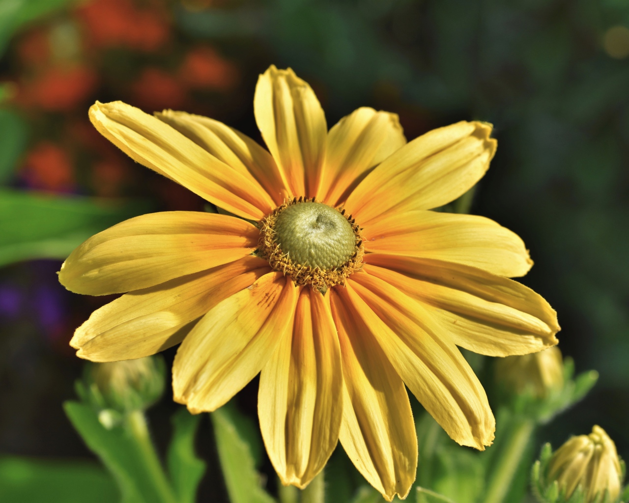 Оранжевый цветок рудбекия крупным планом